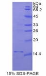 GDF3 Protein - Recombinant Growth Differentiation Factor 3 By SDS-PAGE