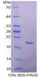 GDF9 / GDF-9 Protein - Recombinant Growth Differentiation Factor 9 By SDS-PAGE