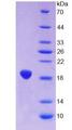 GFAP Protein - Recombinant Glial Fibrillary Acidic Protein By SDS-PAGE