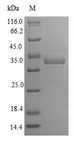 GFER Protein - (Tris-Glycine gel) Discontinuous SDS-PAGE (reduced) with 5% enrichment gel and 15% separation gel.