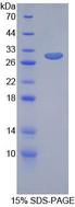 GIF / Intrinsic Factor Protein - Recombinant Gastric Intrinsic Factor By SDS-PAGE
