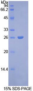 GJA1 / CX43 / Connexin 43 Protein - Recombinant Connexin 43 By SDS-PAGE