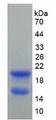 GJA5 / CX40 / Connexin 40 Protein - Recombinant Connexin 40 By SDS-PAGE