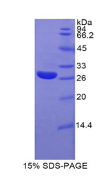 GPC4 / Glypican 4 Protein - Recombinant Glypican 4 By SDS-PAGE