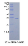 GPX5 Protein - Recombinant Glutathione Peroxidase 5 By SDS-PAGE