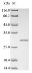GREM1 / Gremlin-1 Protein - (Tris-Glycine gel) Discontinuous SDS-PAGE (reduced) with 5% enrichment gel and 15% separation gel.