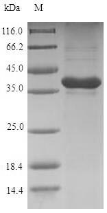 GREM1 / Gremlin-1 Protein - (Tris-Glycine gel) Discontinuous SDS-PAGE (reduced) with 5% enrichment gel and 15% separation gel.