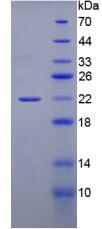 GREM1 / Gremlin-1 Protein - Recombinant Gremlin 1 By SDS-PAGE