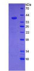 HAMP / Hepcidin Protein - Recombinant Hepcidin By SDS-PAGE