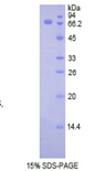 HAS1 / HAS Protein - Eukaryotic Hyaluronan Synthase 1 (HAS1) by SDS-PAGE