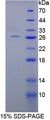 HAUS7 Protein - Recombinant  HAUS Augmin Like Complex Subunit 7 By SDS-PAGE