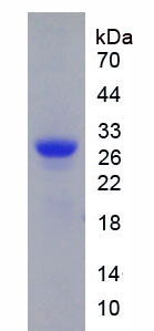 HMG2 / HMGB2 Protein - Recombinant High Mobility Group Box Protein 2 (HMGB2) by SDS-PAGE