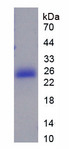 HMGB4 Protein - Recombinant High Mobility Group Box Protein 4 (HMGB4) by SDS-PAGE