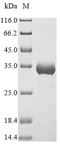 HMOX1 / HO-1 Protein - (Tris-Glycine gel) Discontinuous SDS-PAGE (reduced) with 5% enrichment gel and 15% separation gel.