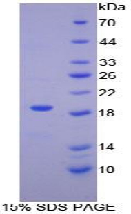 HMOX1 / HO-1 Protein - Recombinant Heme Oxygenase 1, Decycling By SDS-PAGE