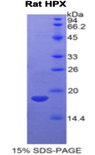 HPX / Hemopexin Protein - Recombinant Hemopexin By SDS-PAGE