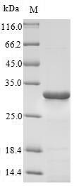 HSD17B10 / HADH2 Protein - (Tris-Glycine gel) Discontinuous SDS-PAGE (reduced) with 5% enrichment gel and 15% separation gel.