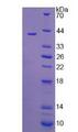 HSD2 / HSD11B2 Protein - Recombinant 11-Beta-Hydroxysteroid Dehydrogenase Type 2 By SDS-PAGE