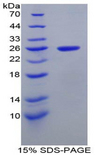 ICAM4 / CD242 Protein - Recombinant Intercellular Adhesion Molecule 4 By SDS-PAGE