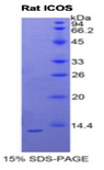 ICOS / CD278 Protein - Recombinant Inducible T-Cell Co Stimulator By SDS-PAGE