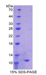 IDO1 / IDO Protein - Recombinant Indoleamine-2,3-Dioxygenase By SDS-PAGE