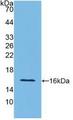IFN Gamma / Interferon Gamma Protein - Active Interferon Gamma (IFNg) by WB