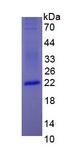 IFNA1 / Interferon Alpha 1 Protein - Eukaryotic Interferon Alpha (IFNa) by SDS-PAGE