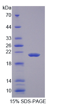 IGF2 Protein - Recombinant Insulin Like Growth Factor 2 By SDS-PAGE