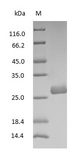 Rat IgG Fab Protein - (Tris-Glycine gel) Discontinuous SDS-PAGE (reduced) with 5% enrichment gel and 15% separation gel.