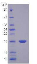 IL17 Protein - Recombinant Interleukin 17 By SDS-PAGE