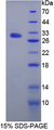 IL17RA Protein - Recombinant  Interleukin 17 Receptor A By SDS-PAGE