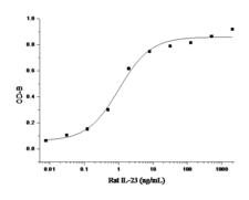 IL23 Protein - Measured by its ability to induce IL17 secretion by mouse splenocytes. The ED50 for this effect is 0.5-3ng/mL.