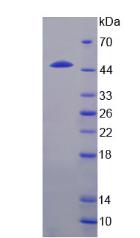 IL24 Protein - Recombinant Interleukin 24 By SDS-PAGE