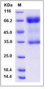 IL2RG / CD132 Protein