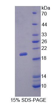 IL3 Protein - Recombinant Interleukin 3 (IL3) by SDS-PAGE