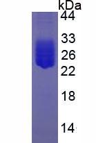 IL6 / Interleukin 6 Protein - Active Interleukin 6 (IL6) by SDS-PAGE