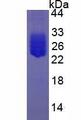 IL6 / Interleukin 6 Protein - Active Interleukin 6 (IL6) by SDS-PAGE