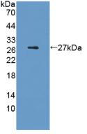 IL6 / Interleukin 6 Protein - Active Interleukin 6 (IL6) by WB