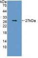 IL6 / Interleukin 6 Protein - Active Interleukin 6 (IL6) by WB