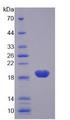 IL7 Protein - Recombinant Interleukin 7 By SDS-PAGE