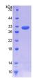 IL7R / CD127 Protein - Recombinant  Interleukin 7 Receptor By SDS-PAGE