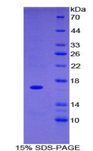 ITGAM / CD11b Protein - Recombinant Integrin Alpha M By SDS-PAGE