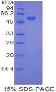 Kinesin 5A / KIF5A Protein - Recombinant Kinesin Family, Member 5A By SDS-PAGE