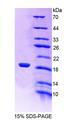 LDOC1 Protein - Recombinant  Leucine Zipper, Down Regulated In Cancer 1 By SDS-PAGE