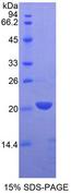 LECT2 Protein - Recombinant Leukocyte Cell Derived Chemotaxin 2 By SDS-PAGE