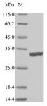 LGALS3 / Galectin 3 Protein - (Tris-Glycine gel) Discontinuous SDS-PAGE (reduced) with 5% enrichment gel and 15% separation gel.