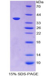 LIG1 / DNA Ligase 1 Protein - Recombinant ATP Dependent DNA ligase I By SDS-PAGE
