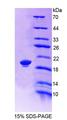 LRP11 Protein - Recombinant Low Density Lipoprotein Receptor Related Protein 11 (LRP11) by SDS-PAGE