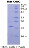 LSS Protein - Recombinant Oxidosqualene Cyclase By SDS-PAGE
