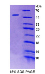 MAGP / MFAP2 Protein - Recombinant Microfibrillar Associated Protein 2 By SDS-PAGE